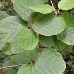 Fothergilla gardenii Lehti