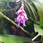 Tillandsia stricta Λουλούδι