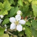 Rubus x uncinellus Fleur