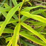 Polygonatum verticillatum 葉