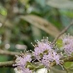 Callicarpa pedunculata Flors