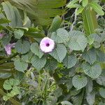 Ipomoea tiliacea 形態