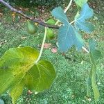 Ficus carica Owoc