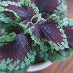 Coleus decurrens Листок