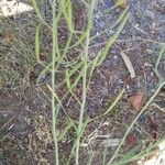 Diplotaxis tenuifolia Fruit