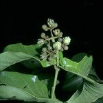 Vismia sessilifolia Flower