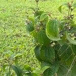 Miconia crenata Leaf