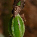 Coelogyne pallida Φρούτο