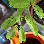 Calliandra tweedii Leaf