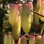Bryophyllum pinnatum ফুল