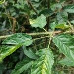 Rubus sulcatus Feuille