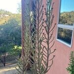 Kalanchoe delagoensis Blad