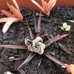 Haworthia attenuataLeaf