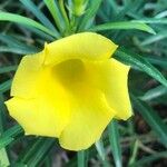 Cascabela thevetia Floare