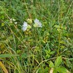 Silene stellata Kwiat