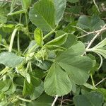 Medicago praecox Blatt