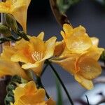 Freesia corymbosa Flower