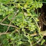 Atriplex prostrata Habit