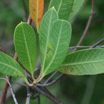 Rhabdadenia biflora Folha