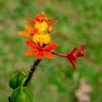 Epidendrum fulgens Flor