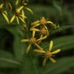 Senecio bayonnensisHostoa