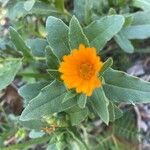 Calendula arvensisKvět