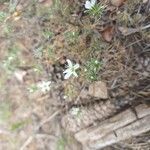 Arenaria aggregata Flor