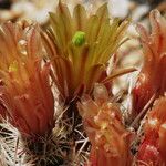 Echinocereus viridiflorus Συνήθη χαρακτηριστικά