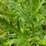 Senecio squalidus Fuelha