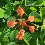 Bauhinia galpinii Квітка