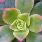 Aeonium decorum 葉