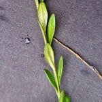 Polygala alpestris Blatt