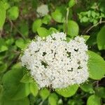 Viburnum lantana 花