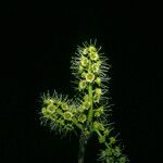 Terminalia amazonia Flower