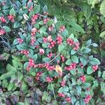 Cotoneaster franchetiiBlad