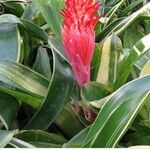 Billbergia pyramidalis Leaf