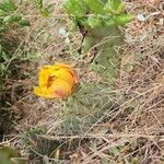 Opuntia littoralis Žiedas