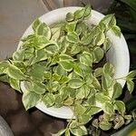 Peperomia serpens Lehti