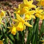 Narcissus jonquilla Квітка