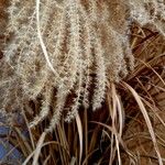 Miscanthus sinensis Folha