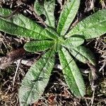 Echium vulgare Leaf