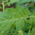 Solanum pimpinellifolium Листок