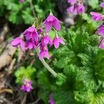 Primula matthioli Květ