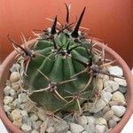Echinopsis ferox Hoja