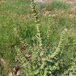 Rumex dentatus Fuelha