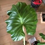 Alocasia macrorrhizos Листок