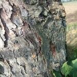 Pinus echinata Corteza