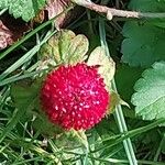 Potentilla indica Fruto