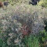 Phillyrea angustifolia आदत