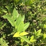 Strychnos pungens Leaf